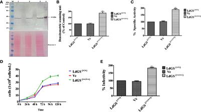 Deletion of Glutamine Synthetase Gene Disrupts the Survivability and Infectivity of Leishmania donovani